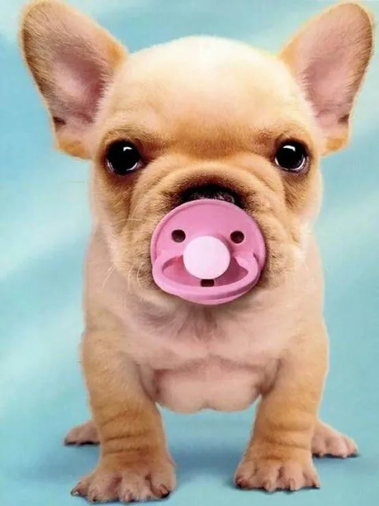 Cómo criar a mi perro? | mibulldogfrances