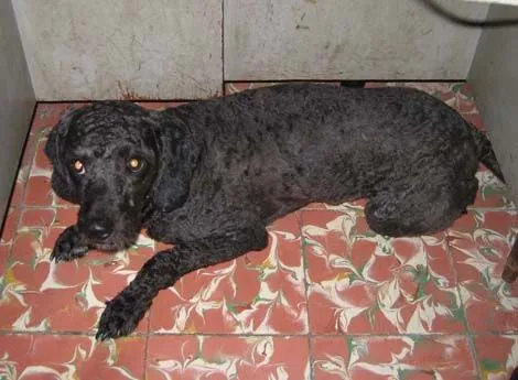 Perro extraviado en LETRAN VALLE / DEL VALLE , BENITO JUAREZ ...