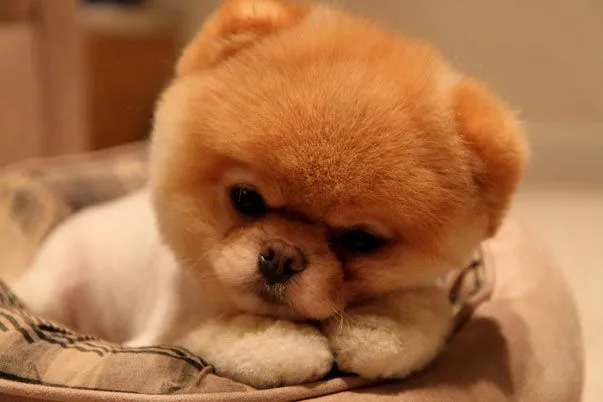 El perro más famoso de Internet | El video que tienes que ver ... El perro más famoso de Internet | El video que tienes que ver ...