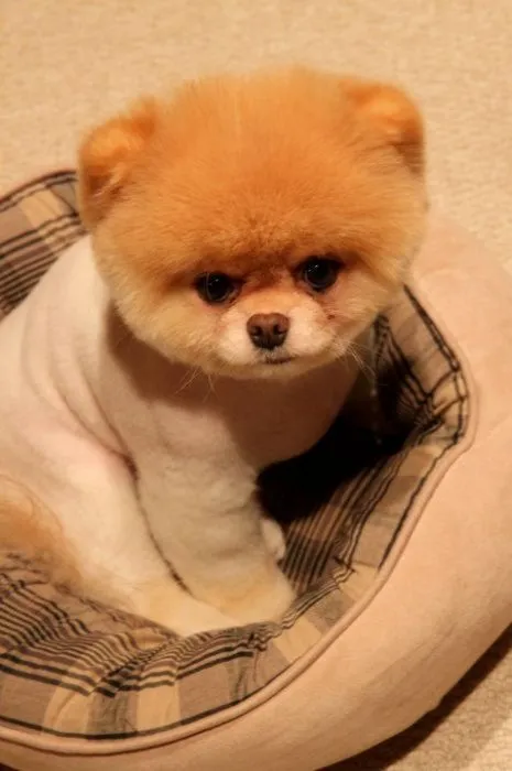 Fotos de perros imagui - Imagui