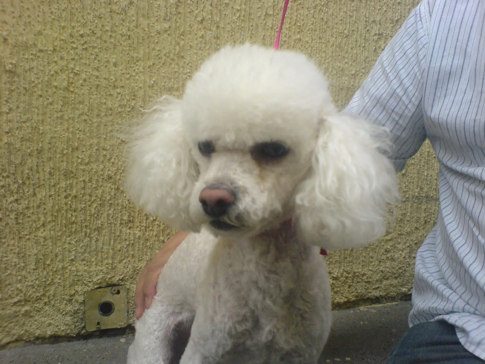 Perro french poodle Macho en adopción en México, D.F., Distrito ... Perro french poodle Macho en adopción en México, D.F., Distrito ...