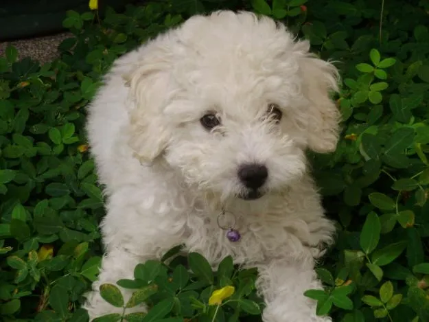 French Poodle Caracteristicas