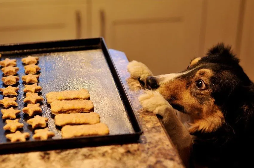 Perro con ganas de comer galletas