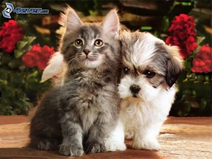 Perro y gato