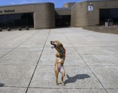 El perro del .gif que camina en dos patas: Biografía - Taringa!