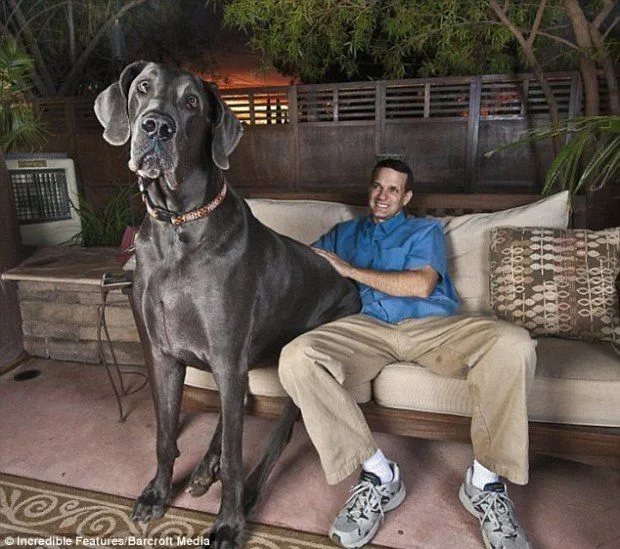 El perro más grande del mundo: Fotos de George, el increíble can ... El perro más grande del mundo: Fotos de George, el increíble can ...