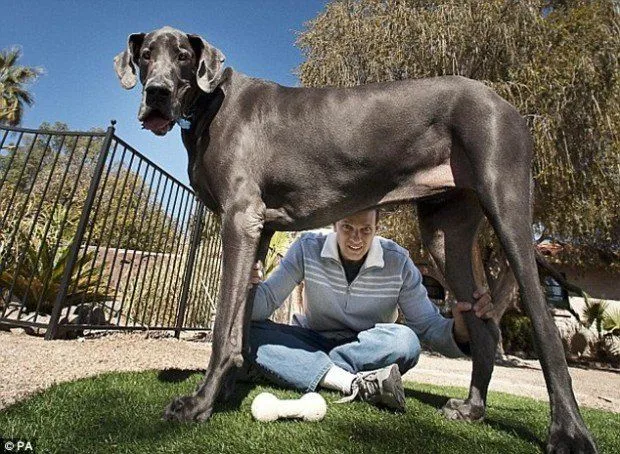 El perro más grande del mundo: Fotos de George, el increíble can ...