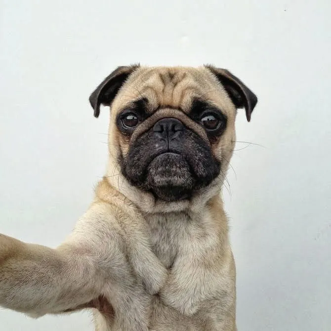 Fantásticas fotos de un simpático perro de raza pug. | Quiero más ... Fantásticas fotos de un simpático perro de raza pug. | Quiero más ...