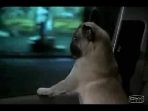 perro de los hombres de negro - YouTube