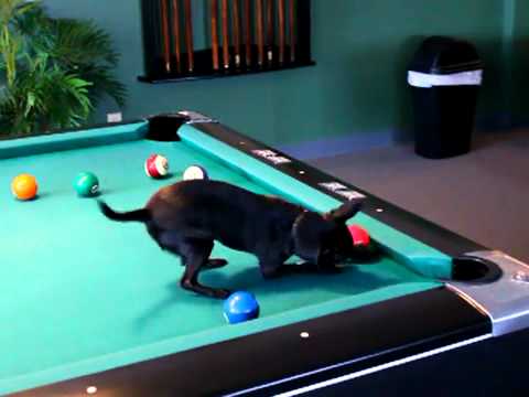 Perro Jugando Billar!! - YouTube