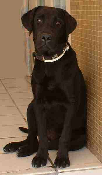Perro Labrador negro hembra
