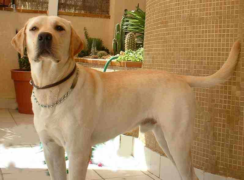 Perro Labrador