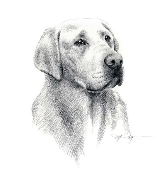 Dibujo a lapiz de un perro labrador - Imagui