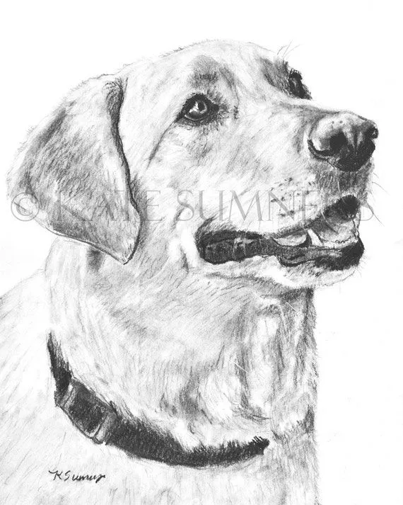 Labrador Retriever impresión del arte del dibujo 8 x 10 por ESArt