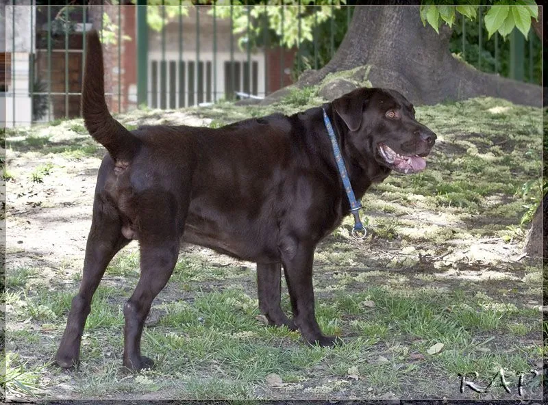 Todo sobre el Perro Labrador con Fotos Propias! - Taringa! Todo sobre el Perro Labrador con Fotos Propias! - Taringa!