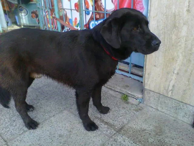 Perro Labrador negro encontrado en Balcarce e Independencia fue ... Perro Labrador negro encontrado en Balcarce e Independencia fue ...