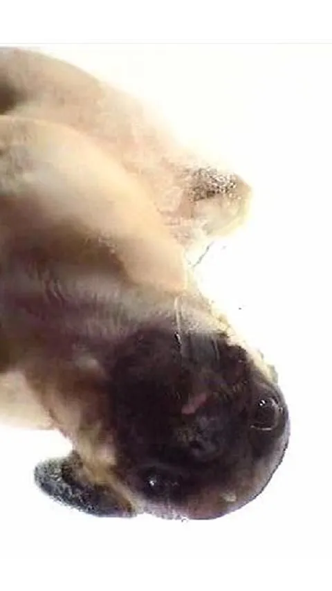 Perro limpiador de pantalla - Aplicaciones de Android en Google Play