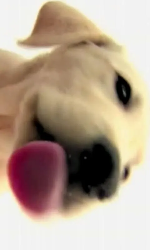 Perro limpiador de pantalla - Aplicaciones de Android en Google Play Perro limpiador de pantalla - Aplicaciones de Android en Google Play