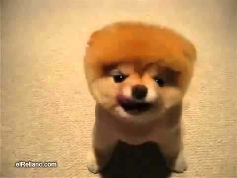 El Perro Mas lindo del mundo 2013 - YouTube