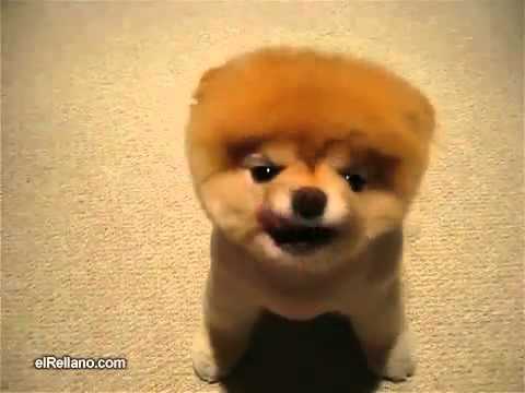 El perro mas lindo y tierno del mundo - YouTube