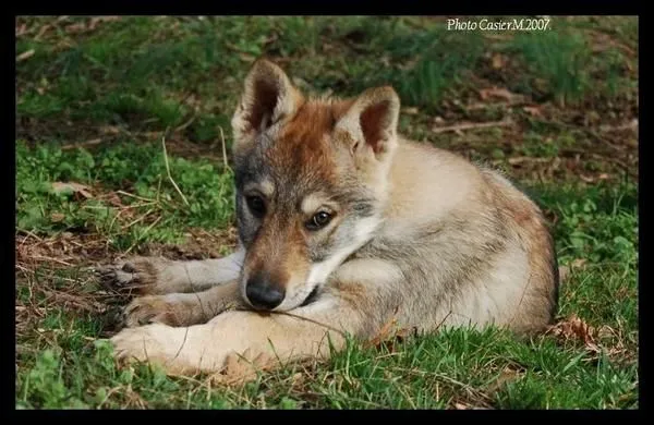 Perro Lobo Checolovaco, Cachorros 624002 - mejor precio | unprecio.es