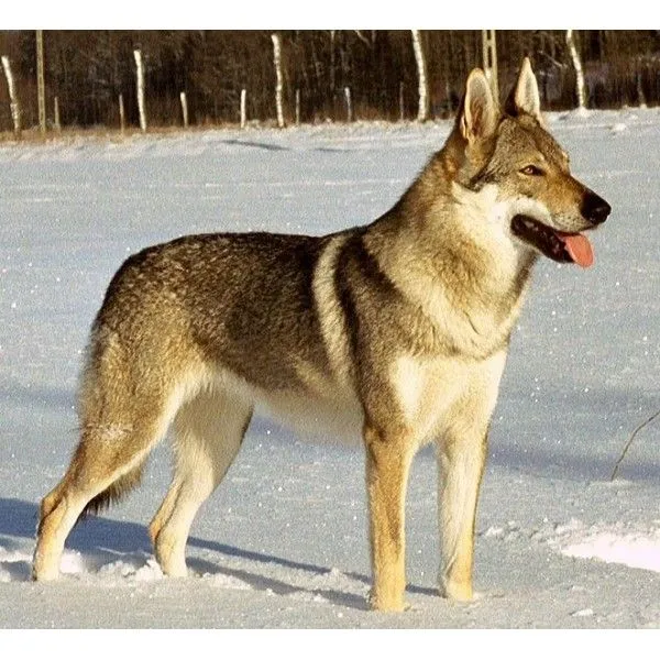 Perro Lobo Checoslavaco - Mi Perro Es Único Perro Lobo Checoslavaco - Mi Perro Es Único