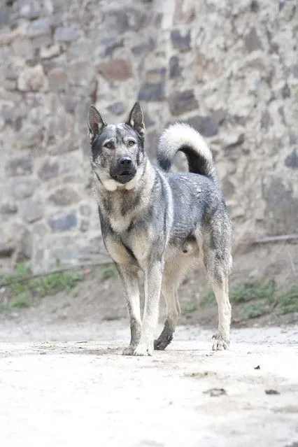 perro lobo español. Lerones | Flickr - Photo Sharing! perro lobo español. Lerones | Flickr - Photo Sharing!