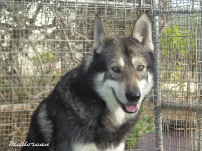 Perro Lobo Iberico-Saarloos Archives -