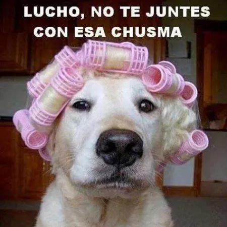 Perro Lucho Imagenes Para Facebook - Imagenes Bonitas | Frases Bonitas