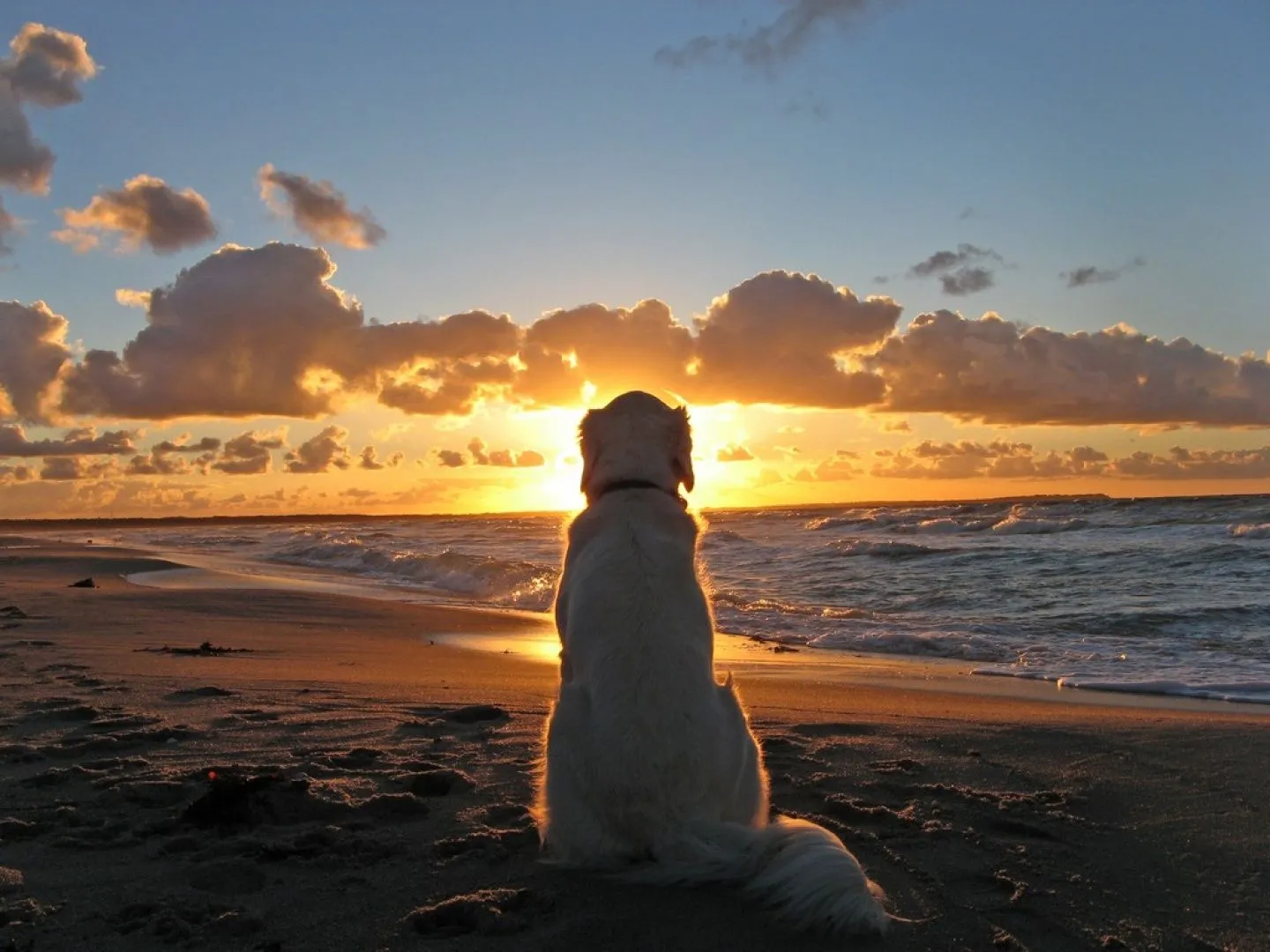 Perro mirando el atardecer | Sin nombre hasta que se m ocurra... Perro mirando el atardecer | Sin nombre hasta que se m ocurra...