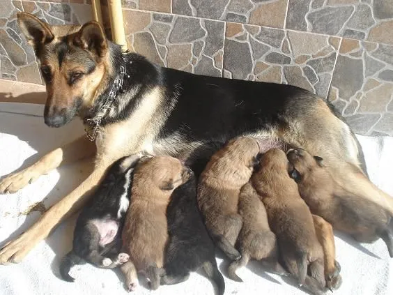 Perro pastor aleman bebé - Imagui