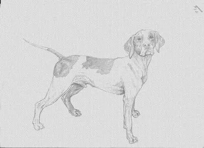 perro pelon dibujo a lapiz 1995