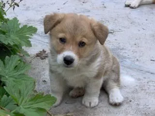 un perro pequeño y lindo | Descargar Fotos gratis