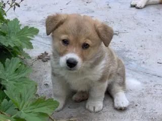 un perro pequeño y lindo | Descargar Fotos gratis un perro pequeño y lindo | Descargar Fotos gratis
