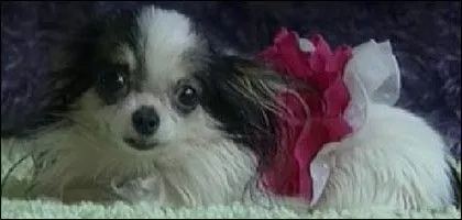 boo-boo-dog.jpg