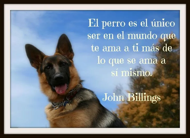 perro, perros, frases, motivación, reflexión, pensamientos, amor ... perro, perros, frases, motivación, reflexión, pensamientos, amor ...