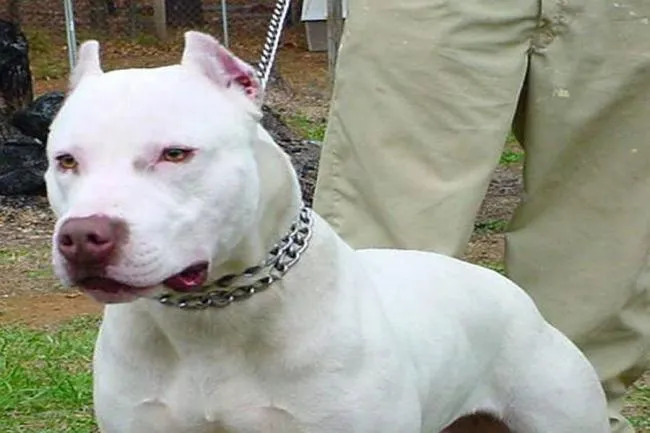 Pitbull perros caricatura - Imagui