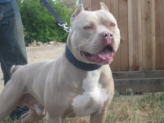 Perro pitbull blue fawn - Imagui