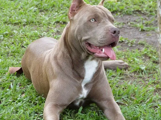 Imagenes de perros de pelea pitbull - Imagui