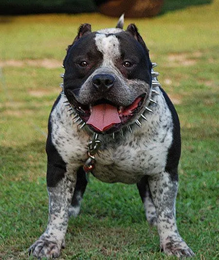 EL MUNDO ANIMAL: EL PIT BULL