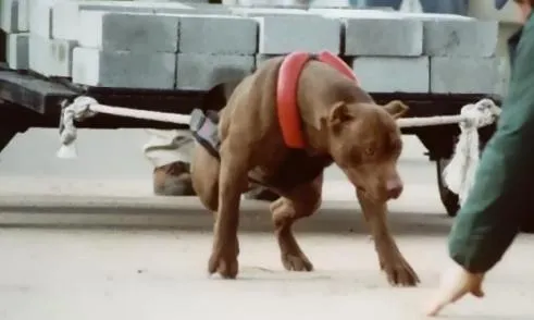 El perro polivalente , una quimera