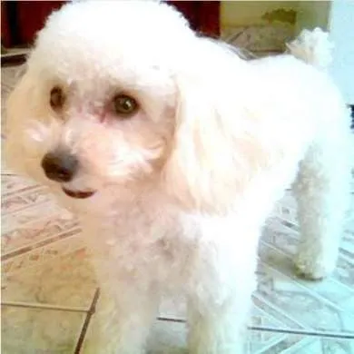 Razas de perros poodle - Imagui