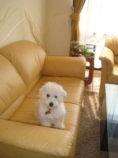 Perro poodle toys apricot - Región Metropolitana, Chile - Animales ...