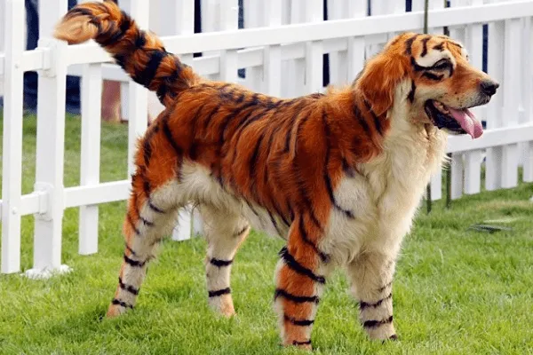 Perritos pintados - Imagui