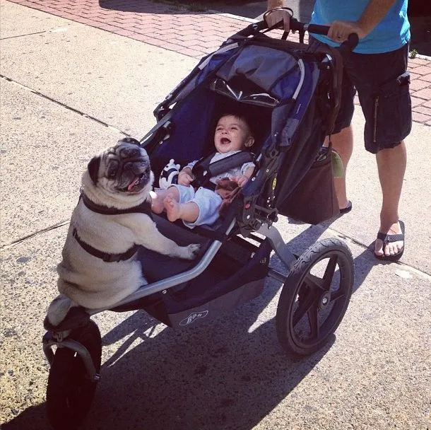 Perro Pug con Bebé - Imagenes de Animales Graciosos, Videos y ... Perro Pug con Bebé - Imagenes de Animales Graciosos, Videos y ...