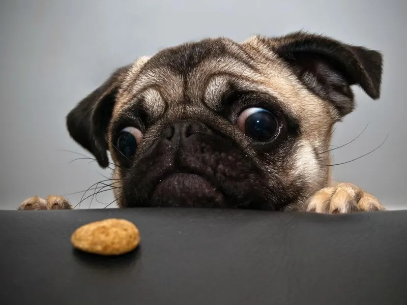 Perro pug tiernos - Imagui