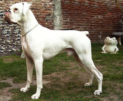 Perro raza boxer, variedades, fotos y caracteristicas : Conoce tu ...