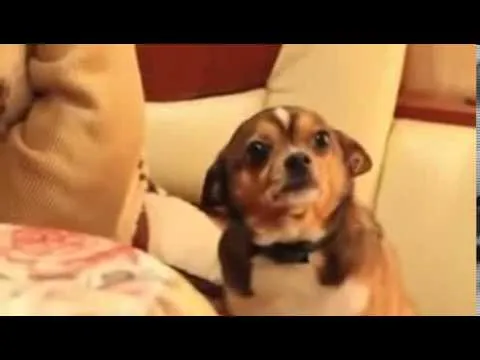Perro regañado pone carita triste. - YouTube Perro regañado pone carita triste. - YouTube