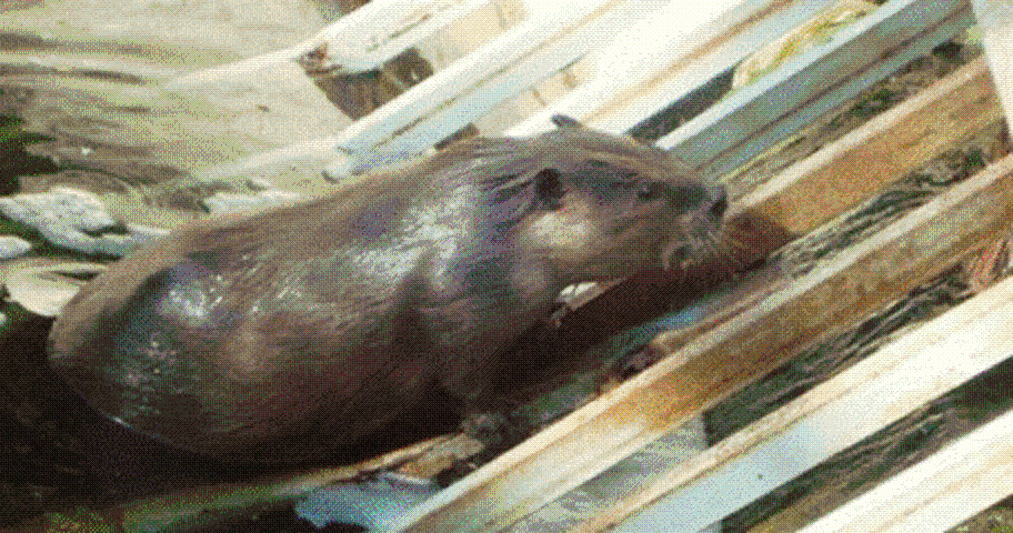 PERRO DE RIO - Imagui