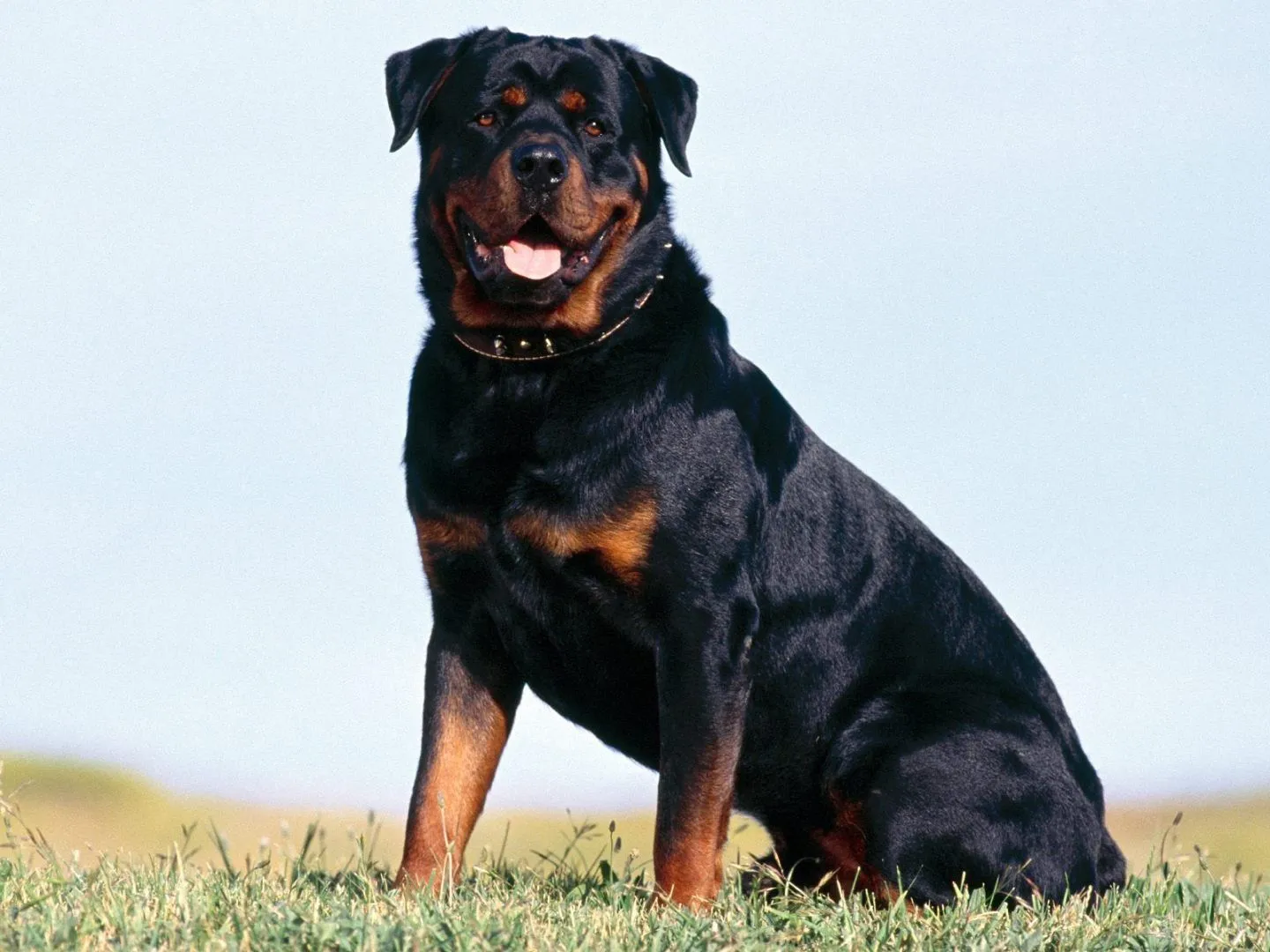 Perro Rottweiler :: Imágenes y fotos